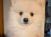 Pomeranian puppies for sale