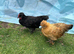Polish, Silkies, Pekin bantam growers £10 to £15 each