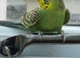 Pair of young hens