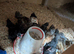 Pekins Chicks + Growers