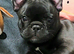 Bright, Affectionate Brindle Girl Ready Now️