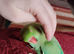 Hand tame talking parrot