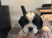 Shih tzu puppies