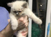 Ragdoll kittens