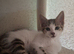 6 kittens looking for new home