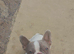 Male french bulldog (northern ireland )