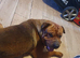 Rottweiler/ Sharpie Male
