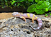 Jungle Rainwater Albino Leopard Gecko at Birmingham Reptiles