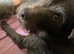 ROCKY &ndash; Small Dog, Big Character!