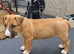 2 bitch bull terrier puppies