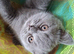 Quality outstanding Chunky GCCF Pedigree British Shorthair Kittens