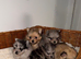 Miniature Russian Pomeranian Puppies Available