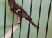 Chaffinch hen