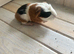 3 baby piggies