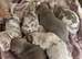 Dachshund dapple Isabella puppies