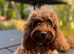 Toy fox Red Cavapoo