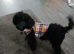 Male toy poodle