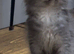 Maine Coon Kittens *Ready to leave