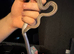 corn snakes Male with viv included