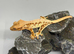 Red lilly white crested gecko