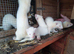 For sale 5 baby ferrets