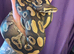 CB21 Proven Female Phantom Spark Het Clown Royal Python