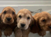 Cocker spaniel puppies Manchester