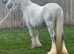 Ride and drive dapple grey mare