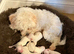 Adorable Bichon Fris&eacute; Puppies lookin for new home