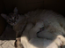LAST GIRL.LAST boy Rare lilac bicolour ragdolls