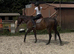 Horseball / polo safe confidence giver