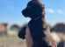 Quality cocker puppies for sale