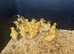 Pekin Ducklings for sale