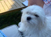 KC Reg Adult Maltese Bitch Rehome