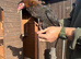 Chickens