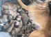 Husky x Mali puppys