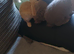4 baby french lop