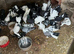 Fantails and pigeons for sale