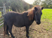 Yearling Standard Shetland Gelding