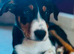 border collie
