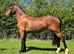 Welsh Section C Filly
