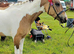 Beautiful part bred arab gelding