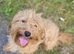 Labradoodle miniature red Gorgeous inside and out female