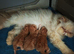 1 red tabby male persian kittens