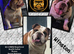 Traditional English bulldog Stud service only