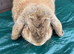 Female Holland lop for sale in Partington