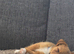 Jack Russel cross Yorkshire Terrier