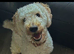 Poochon male