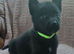Belgian Malinois Puppies KNVP working lines
