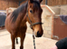 3yo thoroughbred gelding